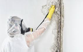 Why You Should Choose Our Mold Remediation Services in Desoto Lakes, FL